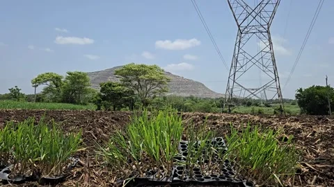 Sky-high pylons frame a freshly planted field, where remained sugarcane saplings 库存影片 336856616
