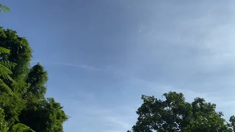 Sky in the jungle 動画素材 206631611