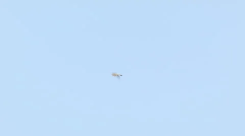 Sky lark Alauda arvensis singing in the blue sky Video stock 64245804