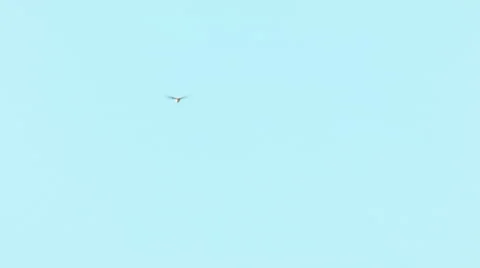 Sky lark Alauda arvensis singing in the blue sky Stock Footage 64245949