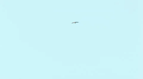 Sky lark Alauda arvensis is singing and landing in meadow Stock Footage 64247900