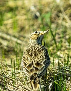 Sky lark Stock Photos