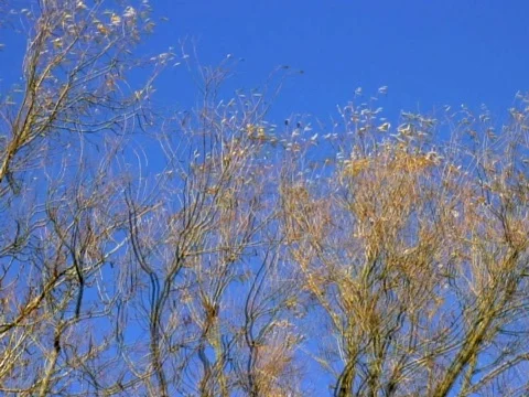 Sky Leaves Stock Footage 490268