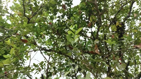 Sky light through the leaves Stock Footage 156078540