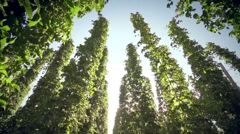 Sky look trough hops Vidéo 46848173