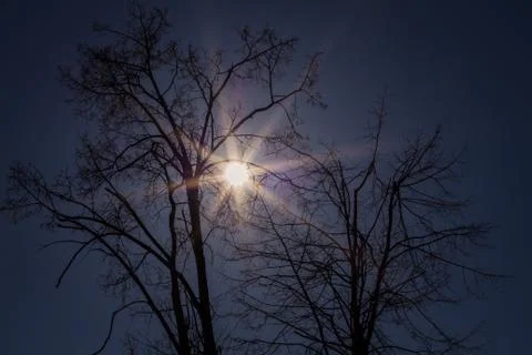 The sky looks through the branches of trees Stock Photos