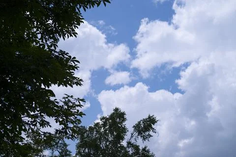 The sky looks through the gaps between the trees Stock Photos