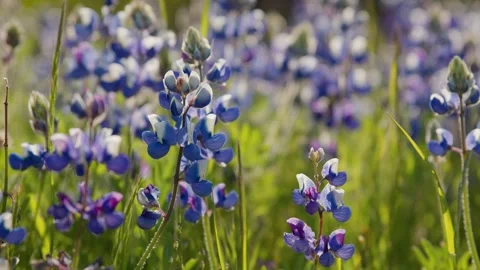 Sky lupine Vidéo 317587118