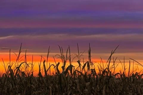 Sky Maize Stock Photos