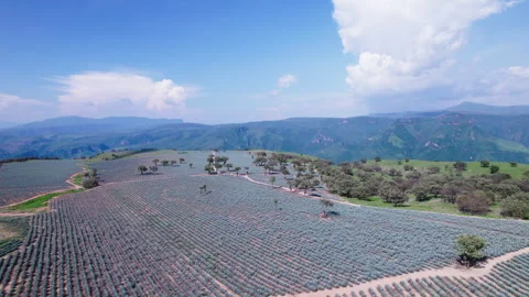 Sky mountains and agave 2 Stock Footage 281463817
