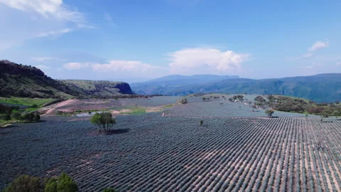 Sky mountains and agave Stock Footage 281477678