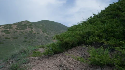 Sky, mountains and juniper Stock Footage 221009361