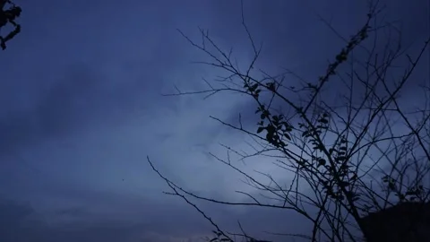 Sky, night, nature, dark, tree, light, black, blue, Stock Footage 243060666
