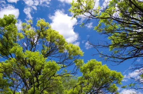 Sky opening between branches Stock Photos