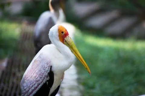 Sky orange bird  Stock Photos