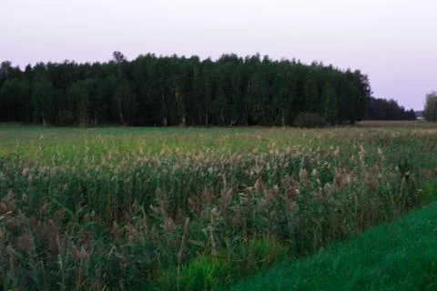 The sky over the field Foto stock
