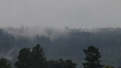 Sky over  forest after rain Stock Footage 40333307
