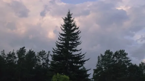 Sky over forest, time-lapse. Stock Footage 137438654