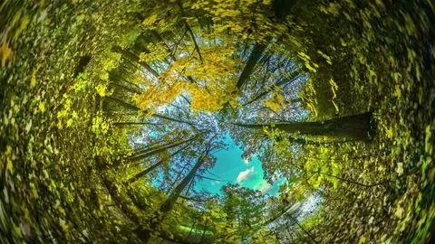 Sky Over Trees Park Rabbit Hole Planet 360 Degree Hiking in Poland Tourism Stock Footage 73962834