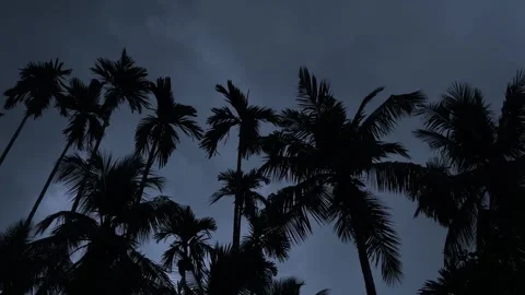 The sky is overcast and the trees are swaying in the wind. Stock Footage 294097995