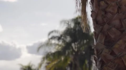 A sky from palm tree Stock Footage 156014690