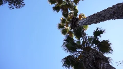 Sky with palm trees Stock Footage 127777503