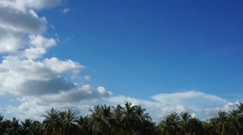Sky, palms, timelapse Stock Footage 53769805
