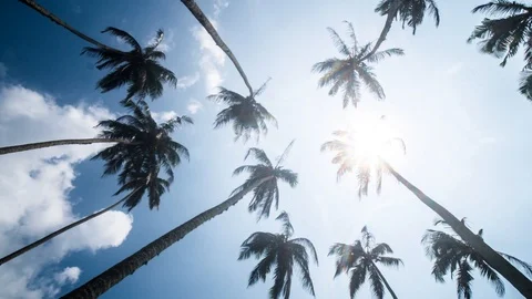 Sky Palms Wind Tropics Timelapse 4k Stock-Footage 85969628