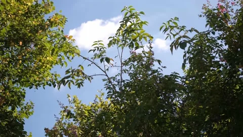 Sky in the park Stock Footage 138900561