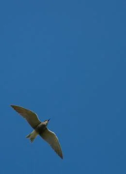 In the sky Stock Photos