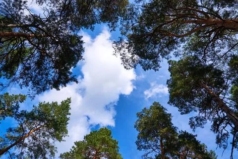 Sky with pine tops. View up from ground level, blue sky with white clouds Stock Photos