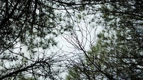 UP TO THE SKY PINE TREES Video stock 152915530