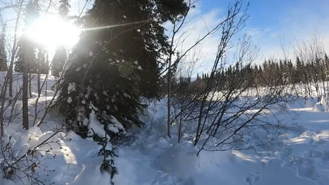 Sky, pines and snow making a beautiful, peaceful winter scene in central Alaska Stock-Footage 342085334