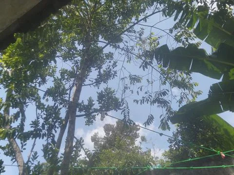 Sky with Plants Stock Photos