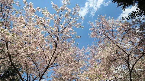 Sky reaching cherry blossoms Stock Footage 74094975