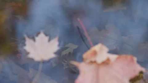 Sky Reflection on Clear Water with Floating Autumn Leaf Stock Footage 345553289