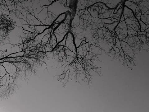 Sky roots Stock Photos
