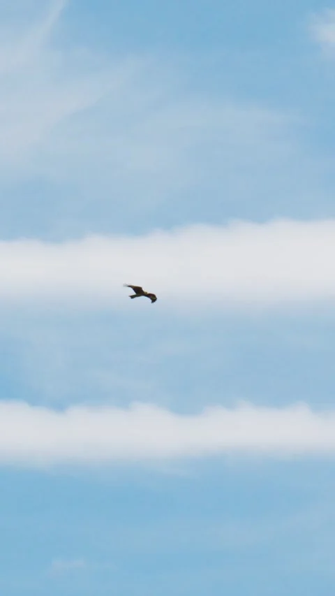 Sky scene with one bird flying above white clouds Stock Footage 335568009