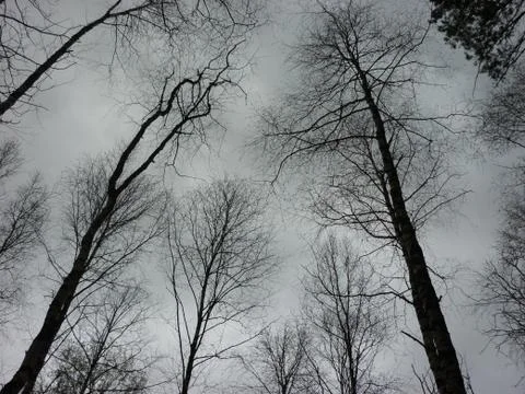 The sky is seen through the branches of trees. Stock Photos