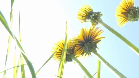 Sky seen through grass, dandelions, summer, lying on grass Stock Footage 89562131