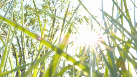 Sky seen through grass, summer, lying on grass Stock Footage 89562195