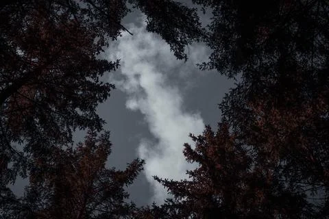 Sky Seen Through Tree Canopy in Dark Forest Stock Photos