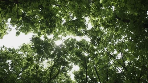 Sky Shot of Sunlight Passing Through Green Maple Trees During the Day Stock Footage 300489903