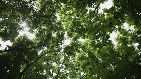 Sky Shot of Sunlight Passing Through Green Maple Trees During the Day Stock Footage 300490037