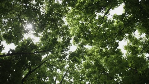 Sky Shot of Sunlight Passing Through Green Maple Trees During the Day Stock Footage 300490112