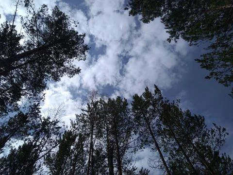 The sky smiles at the trees Stock Photos