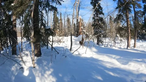 Sky, snow and pines making a beautiful, peaceful winter scene in central Alaska Stock-Footage 342085335