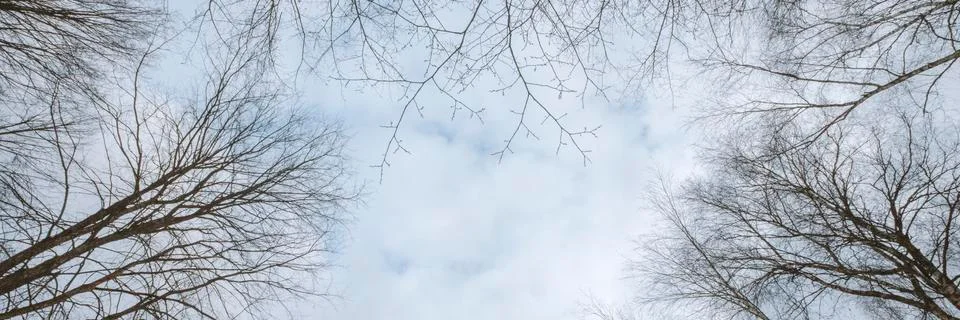 Sky with spring forest Stock Photos