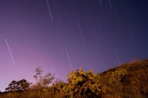 Sky star trails over a cactus trees and plants Stock Photos