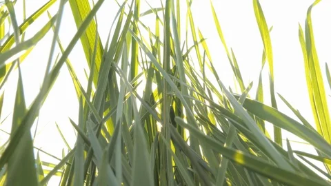 Sky, sun beams seen through grass, summer, lying on grass Stock-Footage 89562176